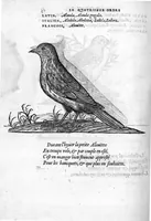 An illustration from Portraicts d'oyseaux, animaux, serpens, herbes, arbres, hommes et femmes d'Arabie & d'Egypte, observez par P. Belon du Mans...est adjoutée une carte du Mont Athos , & du Mont Sinay (1618)