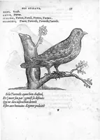 An illustration from Portraicts d'oyseaux, animaux, serpens, herbes, arbres, hommes et femmes d'Arabie & d'Egypte, observez par P. Belon du Mans...est adjoutée une carte du Mont Athos , & du Mont Sinay (1618)