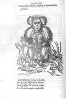 Picture 33 of 45 from Portraicts d'oyseaux, animaux, serpens, herbes, arbres, hommes et femmes d'Arabie & d'Egypte, observez par P. Belon du Mans...est adjoutée une carte du Mont Athos , & du Mont Sinay (1618), leaf 221