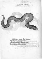 Picture 39 of 45 from Portraicts d'oyseaux, animaux, serpens, herbes, arbres, hommes et femmes d'Arabie & d'Egypte, observez par P. Belon du Mans...est adjoutée une carte du Mont Athos , & du Mont Sinay (1618), leaf 241