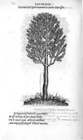 An illustration from Portraicts d'oyseaux, animaux, serpens, herbes, arbres, hommes et femmes d'Arabie & d'Egypte, observez par P. Belon du Mans...est adjoutée une carte du Mont Athos , & du Mont Sinay (1618)