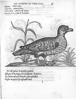 Picture 8 of 45 from Portraicts d'oyseaux, animaux, serpens, herbes, arbres, hommes et femmes d'Arabie & d'Egypte, observez par P. Belon du Mans...est adjoutée une carte du Mont Athos , & du Mont Sinay (1618), leaf 92