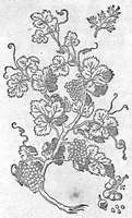 An illustration from De plantis Epitome utilissima, Petri Andreae Matthioli Senensis, medici excellentissimi, etc. Novis iconibus et descriptionibus pluribus nunc primum diligenter aucta, à D. Ioachimo Camerario medico inclytae Reip. Noribergensis. (1586)
