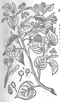 An illustration from De plantis Epitome utilissima, Petri Andreae Matthioli Senensis, medici excellentissimi, etc. Novis iconibus et descriptionibus pluribus nunc primum diligenter aucta, à D. Ioachimo Camerario medico inclytae Reip. Noribergensis. (1586)