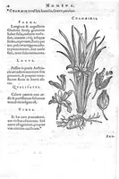 An illustration from De plantis Epitome utilissima, Petri Andreae Matthioli Senensis, medici excellentissimi, etc. Novis iconibus et descriptionibus pluribus nunc primum diligenter aucta, à D. Ioachimo Camerario medico inclytae Reip. Noribergensis. (1586)