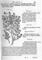 An illustration from De plantis Epitome utilissima, Petri Andreae Matthioli Senensis, medici excellentissimi, etc. Novis iconibus et descriptionibus pluribus nunc primum diligenter aucta, à D. Ioachimo Camerario medico inclytae Reip. Noribergensis. (1586)