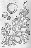 An illustration from De plantis Epitome utilissima, Petri Andreae Matthioli Senensis, medici excellentissimi, etc. Novis iconibus et descriptionibus pluribus nunc primum diligenter aucta, à D. Ioachimo Camerario medico inclytae Reip. Noribergensis. (1586)