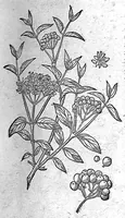 An illustration from De plantis Epitome utilissima, Petri Andreae Matthioli Senensis, medici excellentissimi, etc. Novis iconibus et descriptionibus pluribus nunc primum diligenter aucta, à D. Ioachimo Camerario medico inclytae Reip. Noribergensis. (1586)