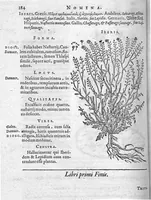 An illustration from De plantis Epitome utilissima, Petri Andreae Matthioli Senensis, medici excellentissimi, etc. Novis iconibus et descriptionibus pluribus nunc primum diligenter aucta, à D. Ioachimo Camerario medico inclytae Reip. Noribergensis. (1586)