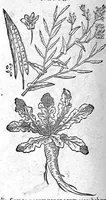 An illustration from De plantis Epitome utilissima, Petri Andreae Matthioli Senensis, medici excellentissimi, etc. Novis iconibus et descriptionibus pluribus nunc primum diligenter aucta, à D. Ioachimo Camerario medico inclytae Reip. Noribergensis. (1586)