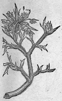 An illustration from De plantis Epitome utilissima, Petri Andreae Matthioli Senensis, medici excellentissimi, etc. Novis iconibus et descriptionibus pluribus nunc primum diligenter aucta, à D. Ioachimo Camerario medico inclytae Reip. Noribergensis. (1586)