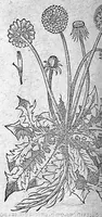 Picture 14 of 62 from De plantis Epitome utilissima, Petri Andreae Matthioli Senensis, medici excellentissimi, etc. Novis iconibus et descriptionibus pluribus nunc primum diligenter aucta, à D. Ioachimo Camerario medico inclytae Reip. Noribergensis. (1586), leaf 295