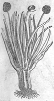 An illustration from De plantis Epitome utilissima, Petri Andreae Matthioli Senensis, medici excellentissimi, etc. Novis iconibus et descriptionibus pluribus nunc primum diligenter aucta, à D. Ioachimo Camerario medico inclytae Reip. Noribergensis. (1586)
