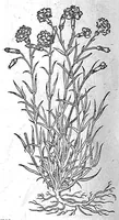 An illustration from De plantis Epitome utilissima, Petri Andreae Matthioli Senensis, medici excellentissimi, etc. Novis iconibus et descriptionibus pluribus nunc primum diligenter aucta, à D. Ioachimo Camerario medico inclytae Reip. Noribergensis. (1586)