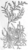 An illustration from De plantis Epitome utilissima, Petri Andreae Matthioli Senensis, medici excellentissimi, etc. Novis iconibus et descriptionibus pluribus nunc primum diligenter aucta, à D. Ioachimo Camerario medico inclytae Reip. Noribergensis. (1586)