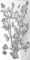 An illustration from De plantis Epitome utilissima, Petri Andreae Matthioli Senensis, medici excellentissimi, etc. Novis iconibus et descriptionibus pluribus nunc primum diligenter aucta, à D. Ioachimo Camerario medico inclytae Reip. Noribergensis. (1586)