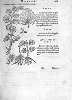 An illustration from De plantis Epitome utilissima, Petri Andreae Matthioli Senensis, medici excellentissimi, etc. Novis iconibus et descriptionibus pluribus nunc primum diligenter aucta, à D. Ioachimo Camerario medico inclytae Reip. Noribergensis. (1586)