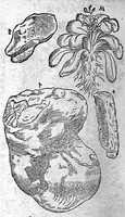 An illustration from De plantis Epitome utilissima, Petri Andreae Matthioli Senensis, medici excellentissimi, etc. Novis iconibus et descriptionibus pluribus nunc primum diligenter aucta, à D. Ioachimo Camerario medico inclytae Reip. Noribergensis. (1586)