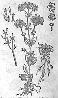 An illustration from De plantis Epitome utilissima, Petri Andreae Matthioli Senensis, medici excellentissimi, etc. Novis iconibus et descriptionibus pluribus nunc primum diligenter aucta, à D. Ioachimo Camerario medico inclytae Reip. Noribergensis. (1586)