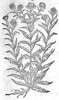 An illustration from De plantis Epitome utilissima, Petri Andreae Matthioli Senensis, medici excellentissimi, etc. Novis iconibus et descriptionibus pluribus nunc primum diligenter aucta, à D. Ioachimo Camerario medico inclytae Reip. Noribergensis. (1586)
