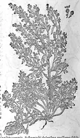 An illustration from De plantis Epitome utilissima, Petri Andreae Matthioli Senensis, medici excellentissimi, etc. Novis iconibus et descriptionibus pluribus nunc primum diligenter aucta, à D. Ioachimo Camerario medico inclytae Reip. Noribergensis. (1586)
