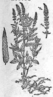 An illustration from De plantis Epitome utilissima, Petri Andreae Matthioli Senensis, medici excellentissimi, etc. Novis iconibus et descriptionibus pluribus nunc primum diligenter aucta, à D. Ioachimo Camerario medico inclytae Reip. Noribergensis. (1586)