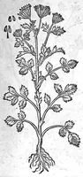 An illustration from De plantis Epitome utilissima, Petri Andreae Matthioli Senensis, medici excellentissimi, etc. Novis iconibus et descriptionibus pluribus nunc primum diligenter aucta, à D. Ioachimo Camerario medico inclytae Reip. Noribergensis. (1586)