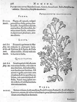 An illustration from De plantis Epitome utilissima, Petri Andreae Matthioli Senensis, medici excellentissimi, etc. Novis iconibus et descriptionibus pluribus nunc primum diligenter aucta, à D. Ioachimo Camerario medico inclytae Reip. Noribergensis. (1586)