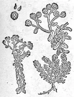 An illustration from De plantis Epitome utilissima, Petri Andreae Matthioli Senensis, medici excellentissimi, etc. Novis iconibus et descriptionibus pluribus nunc primum diligenter aucta, à D. Ioachimo Camerario medico inclytae Reip. Noribergensis. (1586)