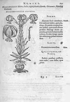 An illustration from De plantis Epitome utilissima, Petri Andreae Matthioli Senensis, medici excellentissimi, etc. Novis iconibus et descriptionibus pluribus nunc primum diligenter aucta, à D. Ioachimo Camerario medico inclytae Reip. Noribergensis. (1586)