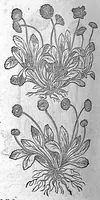 An illustration from De plantis Epitome utilissima, Petri Andreae Matthioli Senensis, medici excellentissimi, etc. Novis iconibus et descriptionibus pluribus nunc primum diligenter aucta, à D. Ioachimo Camerario medico inclytae Reip. Noribergensis. (1586)