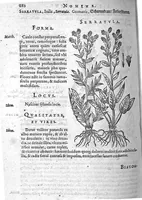 An illustration from De plantis Epitome utilissima, Petri Andreae Matthioli Senensis, medici excellentissimi, etc. Novis iconibus et descriptionibus pluribus nunc primum diligenter aucta, à D. Ioachimo Camerario medico inclytae Reip. Noribergensis. (1586)