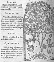 Picture 40 of 62 from De plantis Epitome utilissima, Petri Andreae Matthioli Senensis, medici excellentissimi, etc. Novis iconibus et descriptionibus pluribus nunc primum diligenter aucta, à D. Ioachimo Camerario medico inclytae Reip. Noribergensis. (1586), leaf 705