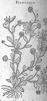 Picture 41 of 62 from De plantis Epitome utilissima, Petri Andreae Matthioli Senensis, medici excellentissimi, etc. Novis iconibus et descriptionibus pluribus nunc primum diligenter aucta, à D. Ioachimo Camerario medico inclytae Reip. Noribergensis. (1586), leaf 717