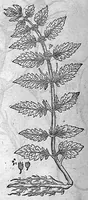 An illustration from De plantis Epitome utilissima, Petri Andreae Matthioli Senensis, medici excellentissimi, etc. Novis iconibus et descriptionibus pluribus nunc primum diligenter aucta, à D. Ioachimo Camerario medico inclytae Reip. Noribergensis. (1586)