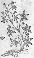 An illustration from De plantis Epitome utilissima, Petri Andreae Matthioli Senensis, medici excellentissimi, etc. Novis iconibus et descriptionibus pluribus nunc primum diligenter aucta, à D. Ioachimo Camerario medico inclytae Reip. Noribergensis. (1586)