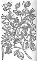 An illustration from De plantis Epitome utilissima, Petri Andreae Matthioli Senensis, medici excellentissimi, etc. Novis iconibus et descriptionibus pluribus nunc primum diligenter aucta, à D. Ioachimo Camerario medico inclytae Reip. Noribergensis. (1586)