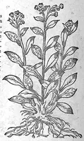 An illustration from De plantis Epitome utilissima, Petri Andreae Matthioli Senensis, medici excellentissimi, etc. Novis iconibus et descriptionibus pluribus nunc primum diligenter aucta, à D. Ioachimo Camerario medico inclytae Reip. Noribergensis. (1586)