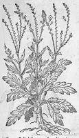 An illustration from De plantis Epitome utilissima, Petri Andreae Matthioli Senensis, medici excellentissimi, etc. Novis iconibus et descriptionibus pluribus nunc primum diligenter aucta, à D. Ioachimo Camerario medico inclytae Reip. Noribergensis. (1586)