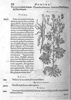 Picture 50 of 62 from De plantis Epitome utilissima, Petri Andreae Matthioli Senensis, medici excellentissimi, etc. Novis iconibus et descriptionibus pluribus nunc primum diligenter aucta, à D. Ioachimo Camerario medico inclytae Reip. Noribergensis. (1586), leaf 845