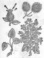 An illustration from De plantis Epitome utilissima, Petri Andreae Matthioli Senensis, medici excellentissimi, etc. Novis iconibus et descriptionibus pluribus nunc primum diligenter aucta, à D. Ioachimo Camerario medico inclytae Reip. Noribergensis. (1586)