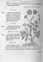 An illustration from De plantis Epitome utilissima, Petri Andreae Matthioli Senensis, medici excellentissimi, etc. Novis iconibus et descriptionibus pluribus nunc primum diligenter aucta, à D. Ioachimo Camerario medico inclytae Reip. Noribergensis. (1586)