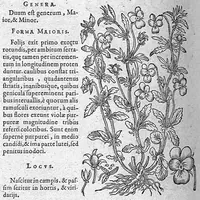 An illustration from De plantis Epitome utilissima, Petri Andreae Matthioli Senensis, medici excellentissimi, etc. Novis iconibus et descriptionibus pluribus nunc primum diligenter aucta, à D. Ioachimo Camerario medico inclytae Reip. Noribergensis. (1586)