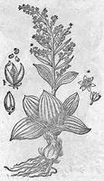An illustration from De plantis Epitome utilissima, Petri Andreae Matthioli Senensis, medici excellentissimi, etc. Novis iconibus et descriptionibus pluribus nunc primum diligenter aucta, à D. Ioachimo Camerario medico inclytae Reip. Noribergensis. (1586)
