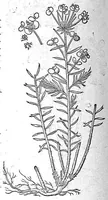An illustration from De plantis Epitome utilissima, Petri Andreae Matthioli Senensis, medici excellentissimi, etc. Novis iconibus et descriptionibus pluribus nunc primum diligenter aucta, à D. Ioachimo Camerario medico inclytae Reip. Noribergensis. (1586)