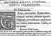 An illustration from Amati Lusitani Medici ac philosophi celeberrimi In Dioscoridis Anazarbei de medica materia libros quique enarrationes eruditissimae, quibus etiam tum simplicium medicamentorum nomenclaturae graecae, latinae, italicae, germanicae, et gallicae proponuntur (...) (1557)