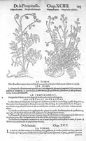 Picture 2 of 24 from Histoire des plantes, en laquelle est contenue la description entiere des herbes, c’est à dire, leurs Especes, Forme, Noms, Temperament, Vertus et Operations : non seulement de celles qui croissent en ce païs, mais aussi des autres estrangeres qui viennent en usage de Medecine. Par Rembert Dodoens Medecin de la Ville de Malines. Nouvellement traduite de bas Aleman en François par Charles de l’Escluse (1567), leaf 128