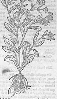 An illustration from Histoire des plantes, en laquelle est contenue la description entiere des herbes, c’est à dire, leurs Especes, Forme, Noms, Temperament, Vertus et Operations : non seulement de celles qui croissent en ce païs, mais aussi des autres estrangeres qui viennent en usage de Medecine. Par Rembert Dodoens Medecin de la Ville de Malines. Nouvellement traduite de bas Aleman en François par Charles de l’Escluse (1567)