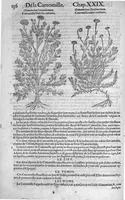 Picture 5 of 24 from Histoire des plantes, en laquelle est contenue la description entiere des herbes, c’est à dire, leurs Especes, Forme, Noms, Temperament, Vertus et Operations : non seulement de celles qui croissent en ce païs, mais aussi des autres estrangeres qui viennent en usage de Medecine. Par Rembert Dodoens Medecin de la Ville de Malines. Nouvellement traduite de bas Aleman en François par Charles de l’Escluse (1567), leaf 159