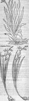 Picture 6 of 24 from Histoire des plantes, en laquelle est contenue la description entiere des herbes, c’est à dire, leurs Especes, Forme, Noms, Temperament, Vertus et Operations : non seulement de celles qui croissent en ce païs, mais aussi des autres estrangeres qui viennent en usage de Medecine. Par Rembert Dodoens Medecin de la Ville de Malines. Nouvellement traduite de bas Aleman en François par Charles de l’Escluse (1567), leaf 167